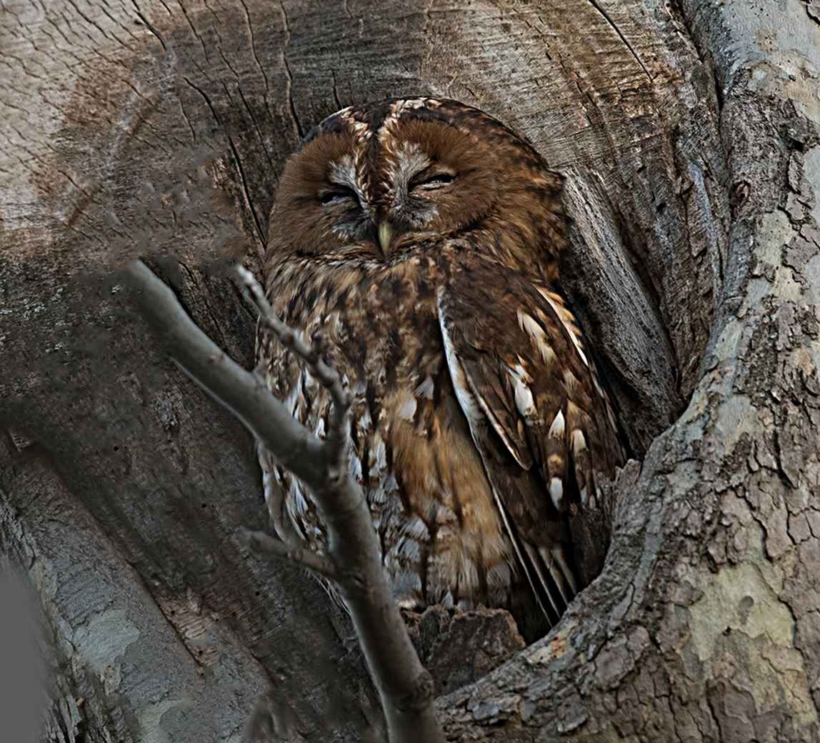 Alaca baykuş